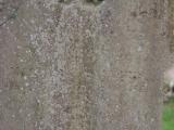 image of grave number 614279